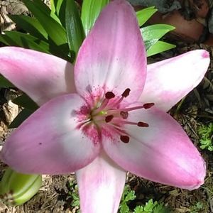 Meet your Posher, Tammy